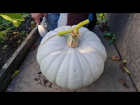 How and when to harvest (Crown Prince) pumpkin