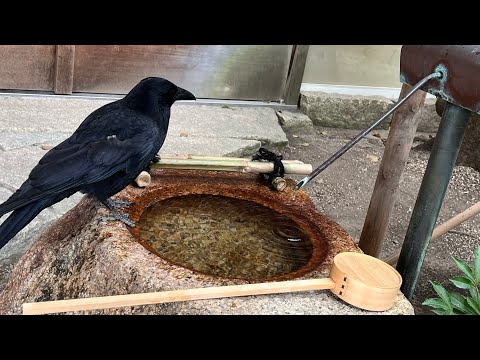 【熱田神宮神殿の手水を飲む神遣いカラス。】