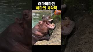 어마어마한 하마의 치악력 수준