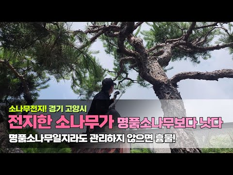 소나무전지! 경기 고양시 / 전지한 소나무가 명품소나무보다 낫다.. 명품소나무일지라도 관리하지 않으면 흉물