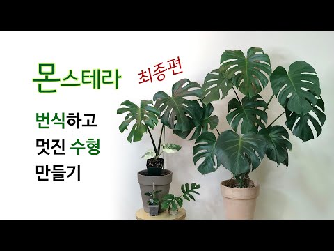 몬스테라 번식, 수형만들기(최종편)