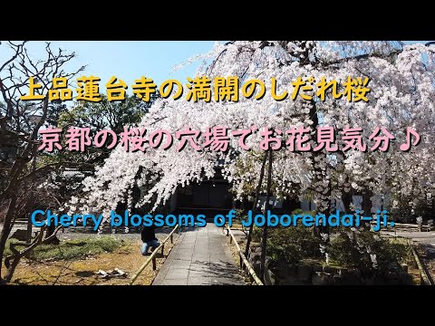 上品蓮台寺の満開のしだれ桜2020、京都の桜の穴場でお花見気分♪【Cherry blossoms of Joborendai-ji of Kyoto.】