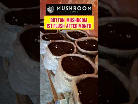 Button mushroom farming 1st fruit start after 45days #shorts #mushroom #farming