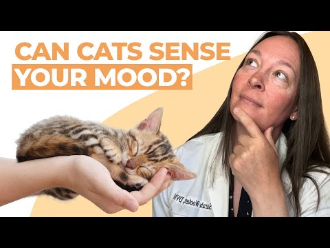 Can Cats Sense Anxiety & Depression in People