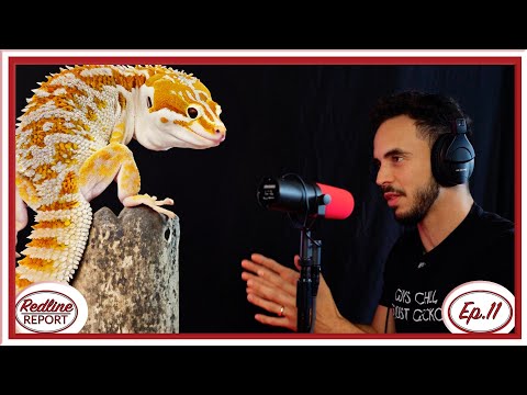 This is why Tiki's Geckos is the new GOLD STANDARD for Crested Geckos - Redline Report Ep.11