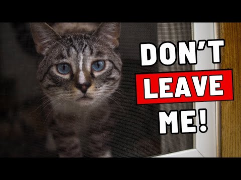 5 Signs Your Cat is Feeling Lonely