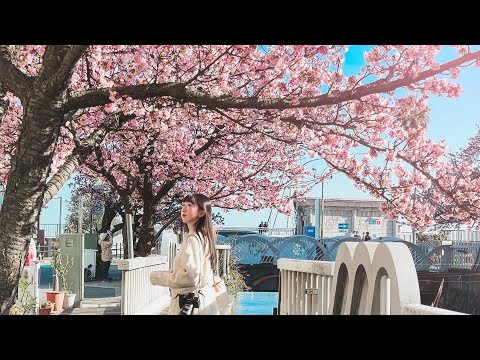 一月就有櫻花可以看！靜岡熱海賞櫻之旅🌸糸川遊步道熱海櫻、平和通商店街、熱海布丁、熱海奶油紅豆麵包、Saphir ODORIKO觀光列車｜靜岡自由行｜實彩子Misako