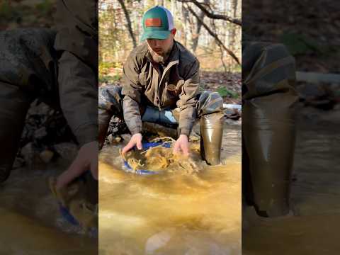 Test Panning For Gold. Would you keep Gold Prospecting for Better gold or Fill up a Bucket or 2?