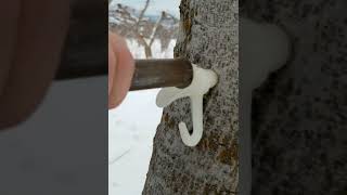 Tapping Our Backyard Trees For Maple Syrup and Walnut Syrup! #shorts