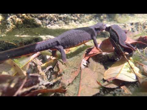 アマミシリケンイモリの求愛/Courtship of Cynops ensicauda ensicauda