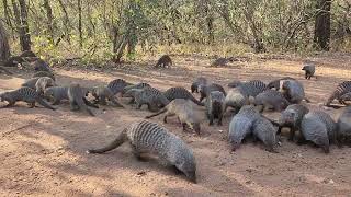 Banded Mongoose eating eggs