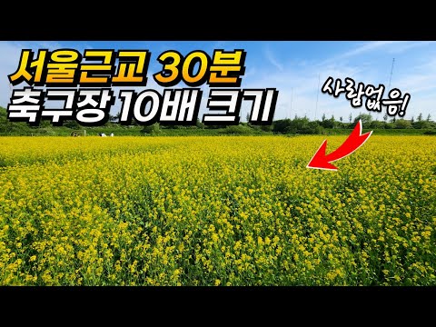 5월 여행지 추천 서울근교 30분거리 창릉천 유채꽃축제 | 대중교통 당일치기 여행 | Rape Flower Festival, Korea