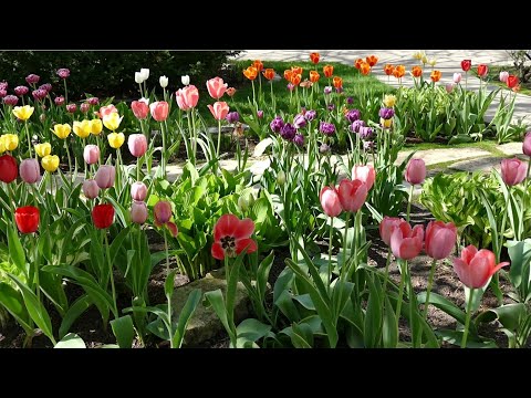 Tour Rosanne's May Garden featuring Tulips, Crabapple Trees, and Woodland Wildflowers