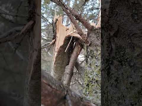 Trimming a tree top. #treetrimming #farmstead #homestead