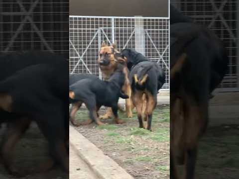 Beautiful dogs everywhere #rottweiler #germanshepherd #shorts #dog