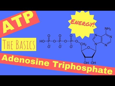 What is ATP & Where Does ATP Come From?