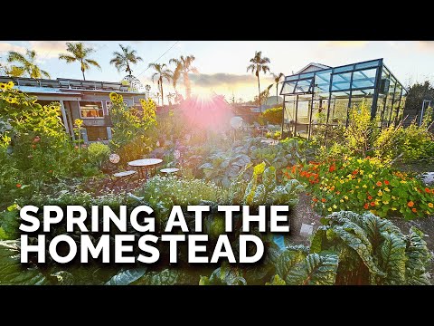 Spring Homestead Tour! It's Never Looked Better...