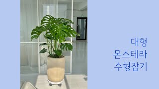 딥가든 ∣ 대형 몬스테라 수형잡기 ∣ 몬스테라 델리시오사