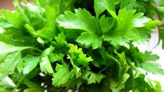 How to Grow Parsley from Seed - Organic Vegetable Gardening