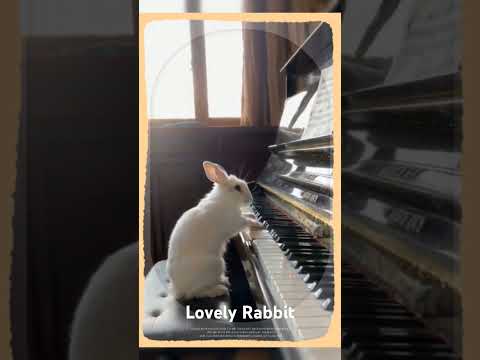 你喜欢会弹钢琴的兔子吗？#funnyrabbitvideos #shortvideo #animals #rabbits#playpiano#rabbits