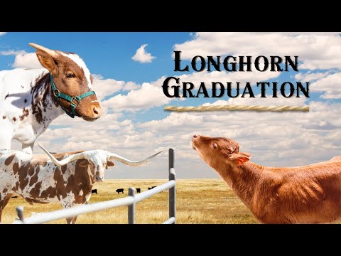 How longhorns graduate from a Zoo