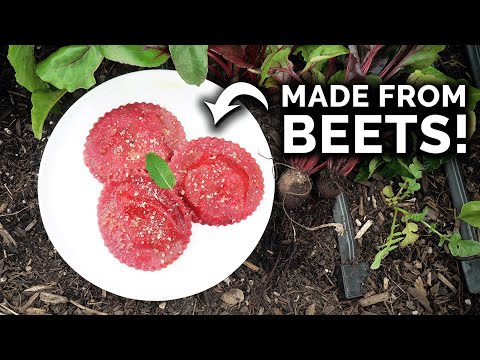 Making Homegrown Beet Ravioli!