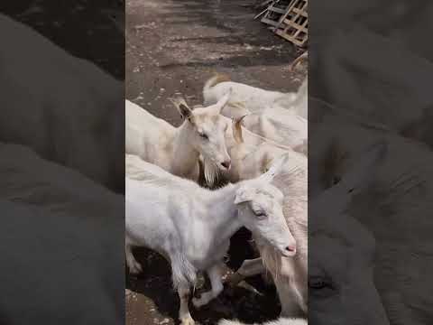 Boer Goats.                      #BoerGoats #FriendlyAnimals #Livestock