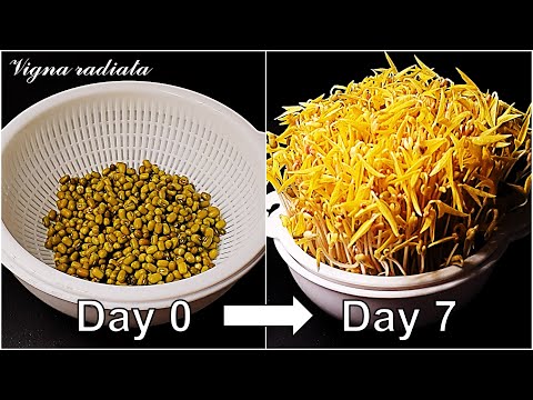 How to grow Mung bean sprout｜Growing Mung bean sprout｜How to grow #82 Mung bean sprout｜Eng Sub