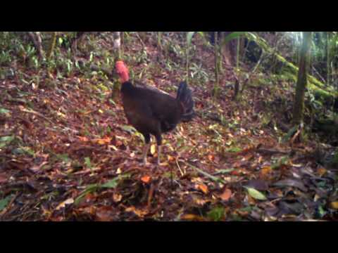 World's first footage of the Waigeo brush-turkey