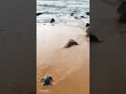 Journey of a Newborn Olive Ridley Turtle: First Steps to the Sea | Must-Know for UPSC Aspirants