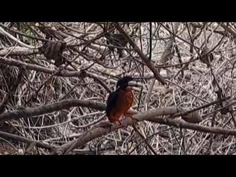 Amazing Footage: Bird Snatches Fish Right Out of the Water!