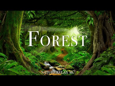 Forest 4K - Scenic Relaxation Film With Inspiring Music - Nature Relax 4k