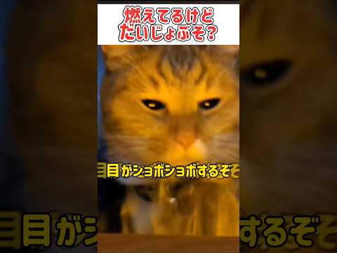 茶番に付き合わされた挙句、世の中の不条理に気づいてしまう「わるねこ」 #shorts #猫 #cat