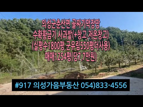 #917 의성가음부동산 계곡막장땅 사과밭 11년생 창고(30평) 1254평 (실1800평사용 군유지550평 더사용) 9700만 (당7.7만) 싼땅 저온창고(4평) 건축가능 농기계줌