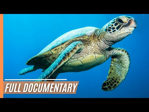 Aquarium Of The World - Mystic Gulf | Full Documentary