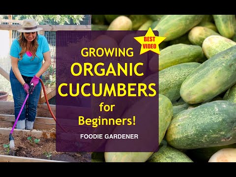 Growing ORGANIC Cucumbers for BEGINNERS 🌿 Grow Cucumbers in a Raised Garden Bed (Foodie Gardener)