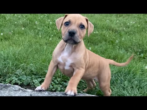 Hulks niece, she defines the term “puppy dog eyes” 😍