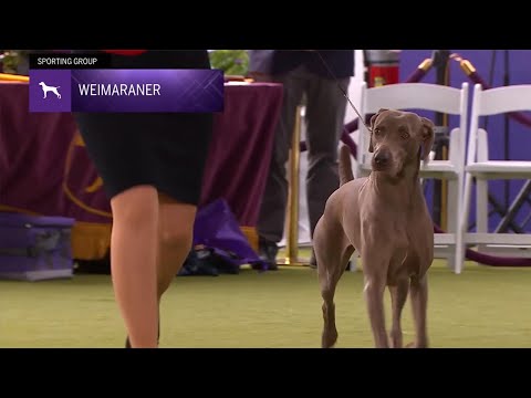 Weimaraners | Breed Judging 2024