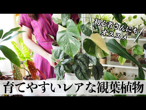 ちょっとレアで育てやすい観葉植物【初心者にオススメ】