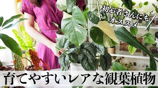 ちょっとレアで育てやすい観葉植物【初心者にオススメ】