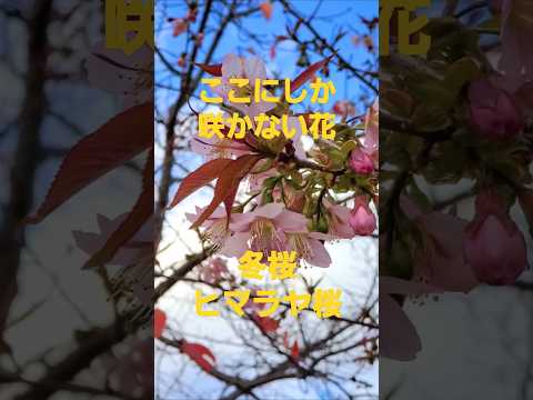 ここにしか咲かない花(コブクロ)から冬桜のヒマラヤ桜2024 #music ##song #癒し #コブクロ #osaka #桜 #冬桜 #winter #ここにしか咲かない花 #山田池公園 枚方市