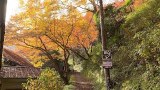 Japan Kansai Nara Yoshinoyama Okusenbon Saigyo House Autumn Fall Foliage Maple Leaf Ginkgo Best Time