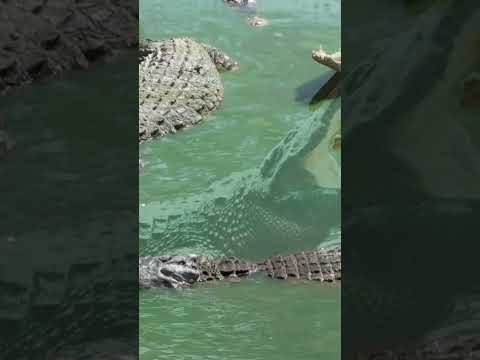 Mind-Blowing Crocodile Facts in Under 1 Minute! Ultimate Predator Secrets Revealed!