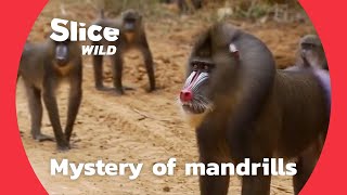 Discovering the social behaviour of mandrills | AI