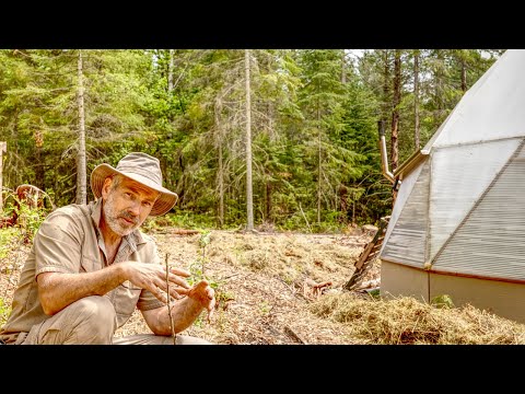 Growing Sweet Potatoes in Canada, Zone 4 | Greenhouse and Forest Garden Tour - Success and Failure