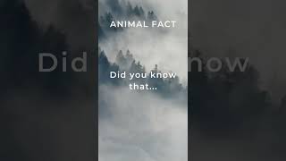 UNBELIEVABLE FACT!!! #shorts #amazinganimals #natureknowledge