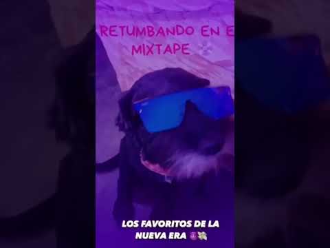 Firulais Reguetonero #perreo #reggaeton