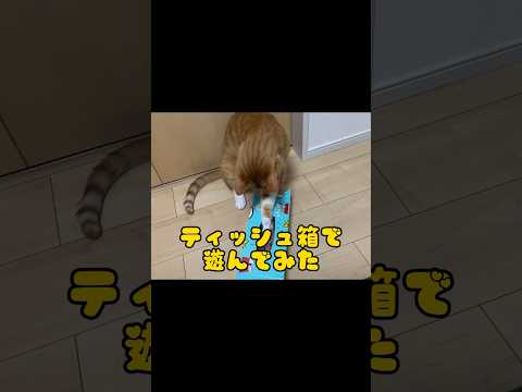 こんな遊び方アリ？ #shorts #猫 #cat