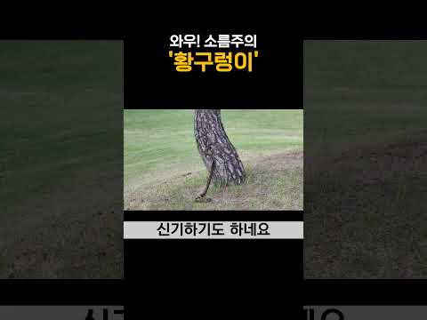 와우! 너무 큰 황구렁이.. 이제 일 다했네^^ / I've never seen such a big snake #shorts