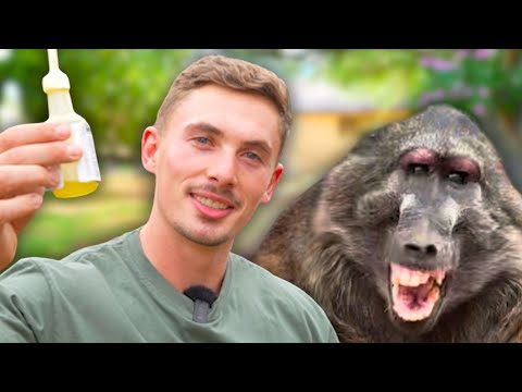 Giving A Constipated Baboon An Enema! (GONE WRONG)